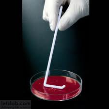 Siembra con asa de drigalsky  para extensiones